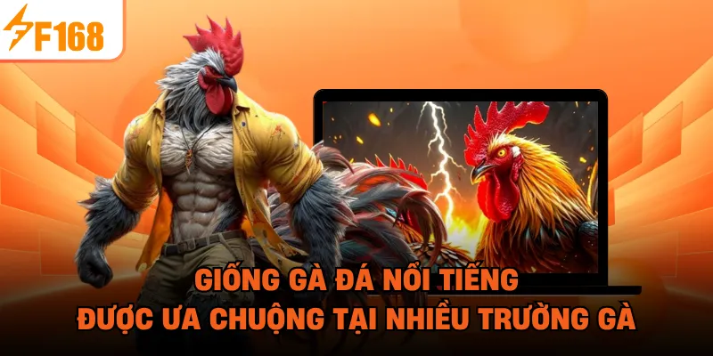 Giống Gà Đá Nổi Tiếng Được Ưa Chuộng Tại Nhiều Trường Gà