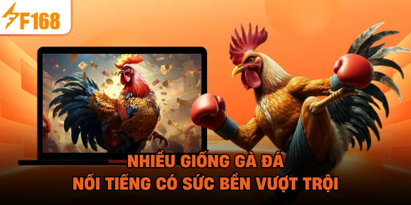 Nhiều giống gà đá nổi tiếng có sức bền vượt trội