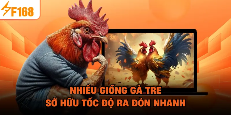 Nhiều giống gà tre sở hữu tốc độ ra đòn nhanh