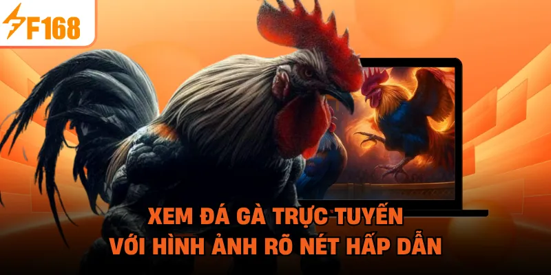 Xem đá gà trực tuyến với hình ảnh rõ nét hấp dẫn